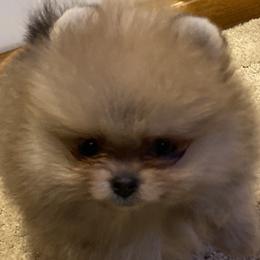 Ruby - Orange female Pomeranian puppy in Delta Junction, Alaska from Princess’s Poms