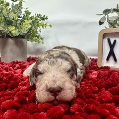 Double Doodle and Goldendoodle Puppies from Sturgeon River Doodles