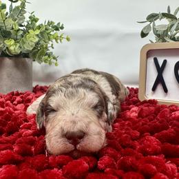 Double Doodle and Goldendoodle Puppies from Sturgeon River Doodles