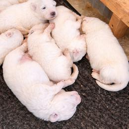 Girl 2 - White female Great Pyrenees puppy in Elfrida, Arizona from Outlaw Acres Farm & Kennels