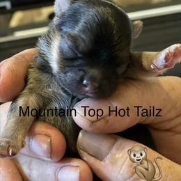 Izzy - Black & tan tri-color male Morkie puppy in Taylorsville, North Carolina from Mountain Top Hot Tailz