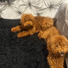 Poodle Puppies from CashEuro Poodles