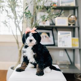 Sky - Tri-color female Bernedoodle puppy in Murray, Utah from Sun Valley Doodles