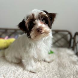 Adorable Dark Chocolate Parti Coloration Male - Chocolate, tan and white male Yorkshire Terrier puppy in Benson, Arizona from Happy Tails Yorkies