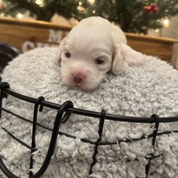 Jack - Buff male Cockapoo puppy in Paradise, Texas from 4W’s F2 Cockapoos