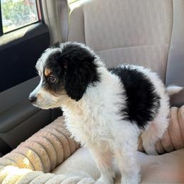 Boone - Tri-color male Bernedoodle puppy in Warrensburg, Missouri from Dreamer Ridge Puppies