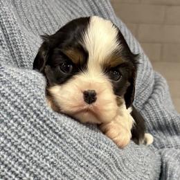 Cavalier King Charles Spaniel Puppies from Acorn Hollow Cavaliers