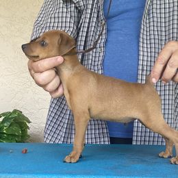 Boy 1 - Stag red male Miniature Pinscher puppy in Davie, Florida from Marlex Min Pins