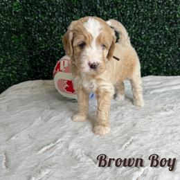Brown Boy - Red male Bernedoodle puppy in Modesto, California from Two Doods Doodles