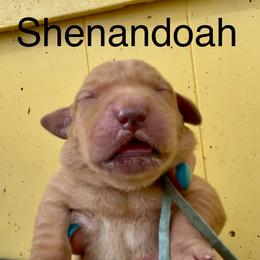 Shenandoah - Yellow female Labrador Retriever puppy in Mineral, Virginia from Canine Assist
