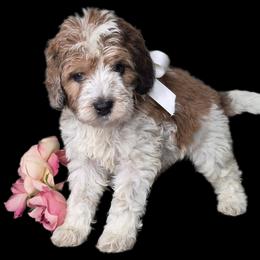 Gus - Parti male Springerdoodle puppy in Fargo, North Dakota from Dakota SpringerDoodles