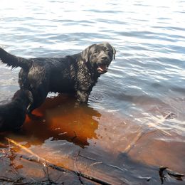 Labrador Retriever All Grown Up from Lake Wood Labrador's