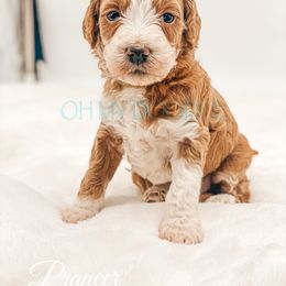 Cavapoo and Goldendoodle Puppies from Oh My Mini Doodle