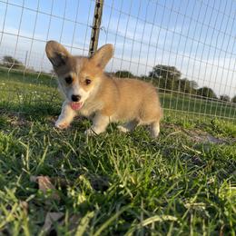 Pembroke Welsh Corgi Puppies from MG Corgis