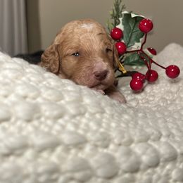 Goldendoodle Puppies from S_and_b_doodles