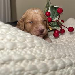 Goldendoodle Puppies from S_and_b_doodles