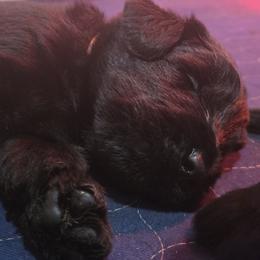 Ewok- Orange Collar - Black male Giant Schnauzer puppy in Bessemer, Alabama from The Copper Cottage Canines