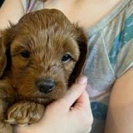 Boy 2 - Red and white Cockapoo puppy in Sun City, Arizona from Rachel's Sunny Side Cockapoos