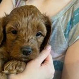 Boy 2 - Red and white Cockapoo puppy in Sun City, Arizona from Rachel's Sunny Side Cockapoos