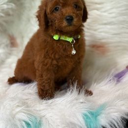 Rosie - Red  female Poodle puppy in Anaheim, California from SoCal Toy Poodles