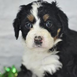 Bailey - Tri-color female Bernedoodle puppy in Moulton, Iowa from Shondel Puppy Paws