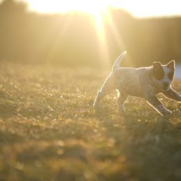 Australian Cattle Dog and Collie Puppies from Blackberry Hills