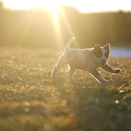 Australian Cattle Dog and Collie Puppies from Blackberry Hills