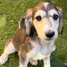 Red Boy - Black and silver male Saluki puppy in Los Angeles, California from Srinagar Salukis