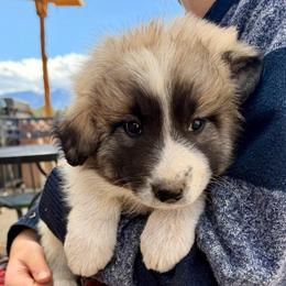 Vincent- gray - Badger male Colorado Mountain Dog puppy in Cotopaxi, Colorado from Once Upon A Moose (OUM)