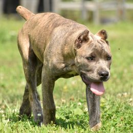 Nina - Gray brindle female Cane Corso puppy in Chestertown, Maryland from Willow Creek Cane Corsos