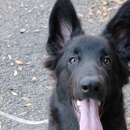 FREE delivery to many areas in the US! - Shiloh Shepherd puppy from Look Up Shilohs