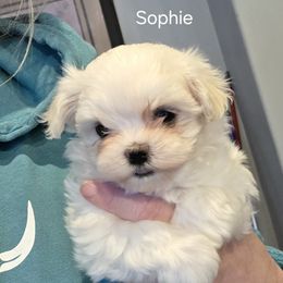 Sophie - White female Maltese puppy in La Pine, Oregon from Happier with Dogs