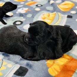 Boy 3 - Black male Miniature Schnauzer puppy in Springfield, Tennessee from My Lovable Schnauzers