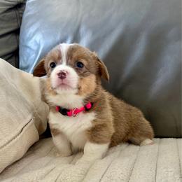 Liberty-Libby - Fawn female Pembroke Welsh Corgi puppy in Norman, Oklahoma from Charm Farm Corgis