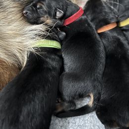 German Shepherd Puppies from Zwinger vom Schneider Wald