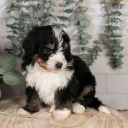 Halfpipe - Family Raised - Tri-color male Bernedoodle puppy in Eureka, Illinois from Joley Aire Family Dogs