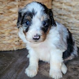 Rigg - Blue merle female Aussiedoodle puppy in Crete, Nebraska from Doodles & Co