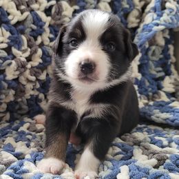 Australian Shepherd Puppies from Slemmer Aussies