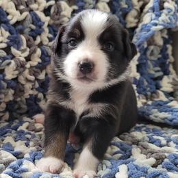 Australian Shepherd Puppies from Slemmer Aussies