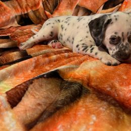 French Silk Pie LUA - Dalmatian puppy from Dew Dream Dalmatians