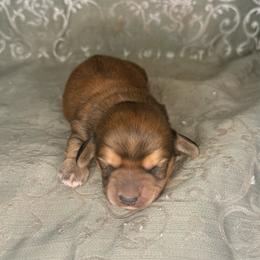 Boy 2 - Red male Dachshund puppy in Lexington, Oklahoma from BooneDox Miniature Dachshunds