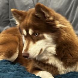 Shania  - Pomsky