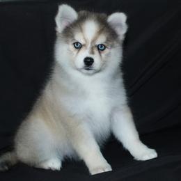 Mitzi - Gray and white female Pomsky puppy in Chino Valley, Arizona from Rose Peek Pomskies