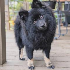 Joanie - German Spitz