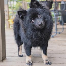 Joanie - German Spitz