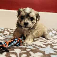 Shichon Puppies from Great Lakes Teddy Bear Dogs
