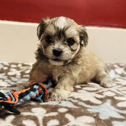 Shichon Puppies from Great Lakes Teddy Bear Dogs