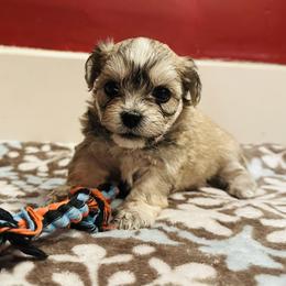 Shichon Puppies from Great Lakes Teddy Bear Dogs