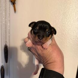 Baby 1 - White black and tan male Toy Fox Terrier puppy in Clermont, Florida from Debbie Hiles's Toy Fox Terriers