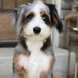 Iris - Bernedoodle